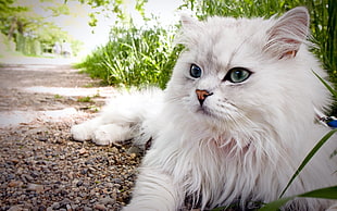 white long-coated Persian Cat HD wallpaper